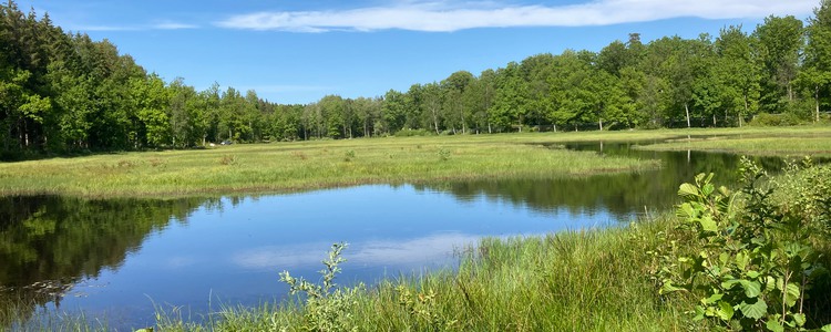 Vy över Strågeryds våtmark i Blekinge. Foto: Maria Larsson