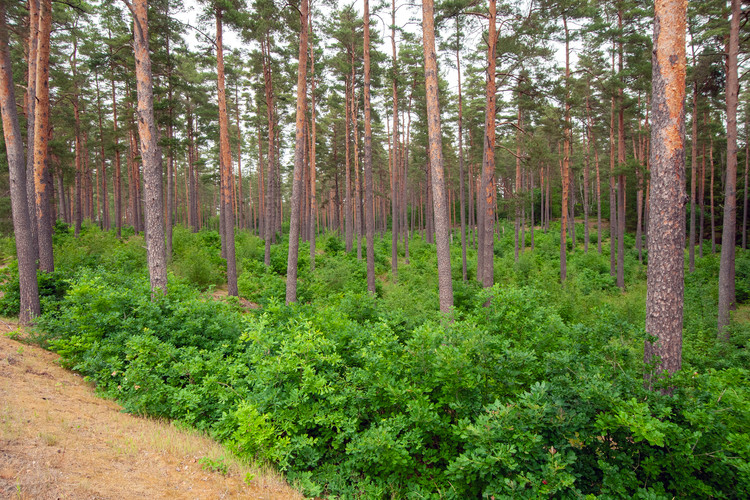 Ekföryngring under skärm av tall, Kallinge, Blekinge.