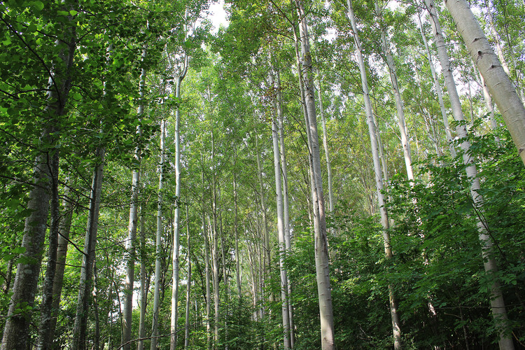 Hybridasp skog