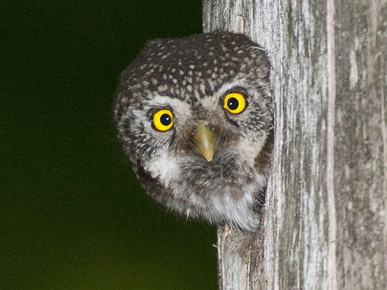 Uggla som tittar ut från en trädstam.