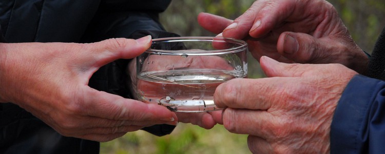 Två par händer håller i en glasskål som innehåller vatten och insektslarver, så kallad bottenfauna. 