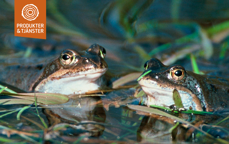 Två grodor som tittar upp ur vatten.