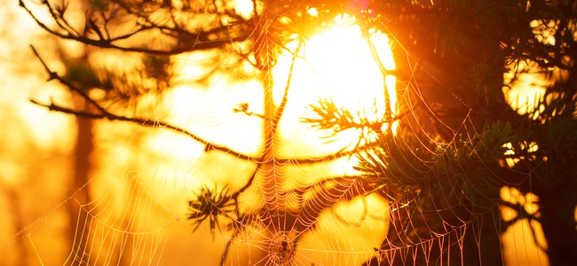 Morgonsolen lyser stark genom ett spindelnät som sitter mellan tallgrenar. Solen färgar miljön orange och känslan i bilden är varm.