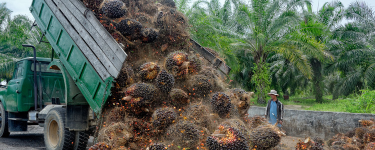 Plantation worker watches as a truck unloads freshly harvested oil palm fruit bunches at a collection point. Foto: Mostphotos