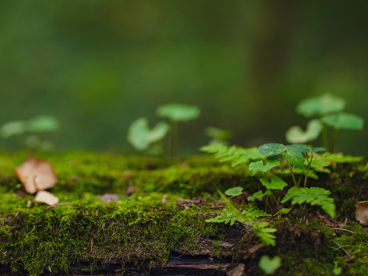 Närbild på skog, mossa och fallna löv. Foto: Mostphotos