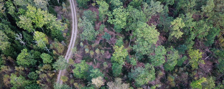 Drönarbild över halländsk skog sommartid. Foto: Jessica (Bengtsson) Johansson