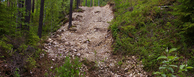 En slänt med kraftig erosion inne i en skog