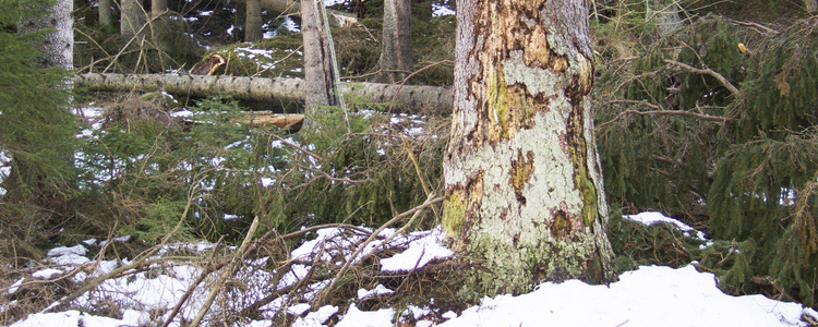 Granbarkborreskadad skog i vinterlandskap..  Foto: Michael Ekstrand