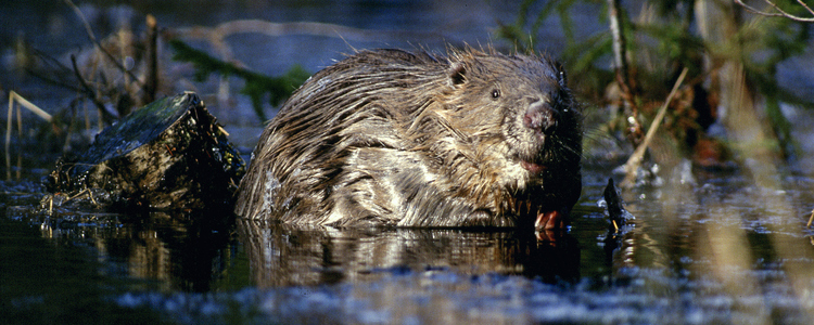 Beaver in water. Foto: Kenneth Johansson