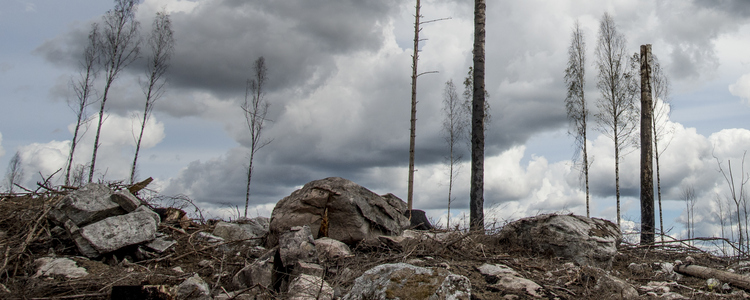 Efter skogsbranden i Västmanland 2014 . Foto: mostphotos