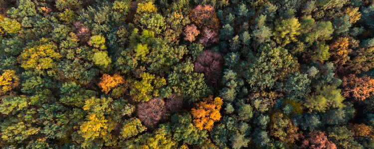 Drönarbild över höstskog