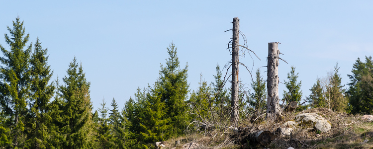 Kvarlämnade högstubbar i en granskog. Foto: MostPhotos