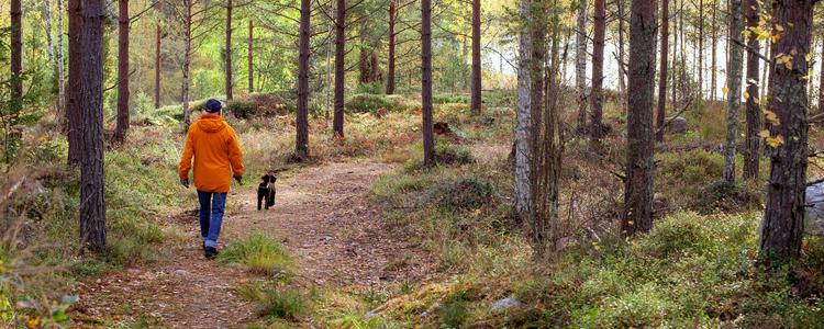 Man går i skogen med sin hund