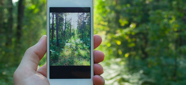 Närbild på en mobiltelefon som tar ett foto på skogen. Foto: MostPhotos