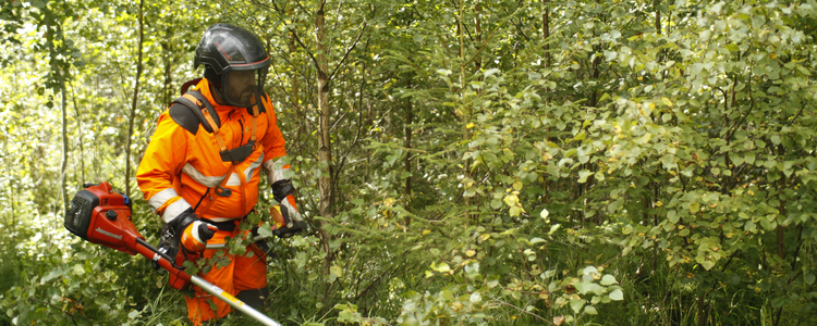 Röjning i skogen.  Foto: Josefina Sköld