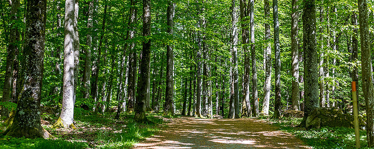 Trees and a road in the forests Brunnsskogen. Foto: Yaman Albolbol
