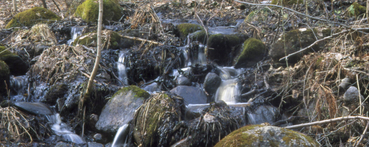 Forsande grunt vattendrag med stenar. Foto: Michael Ekstrand