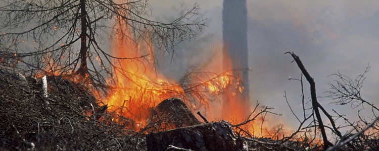 Skog som brinner under en hyggesbränning