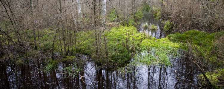 Sumpskog på Skogsstyrelsens kursgård i Gammelstorp, ca 16 km norr om Ronneby, Blekinge. Norra delen av fastigheten. 