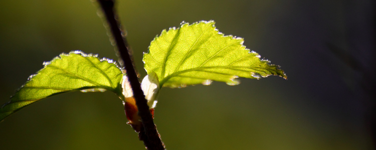 Närbild på ett löv. Foto: Mostphotos