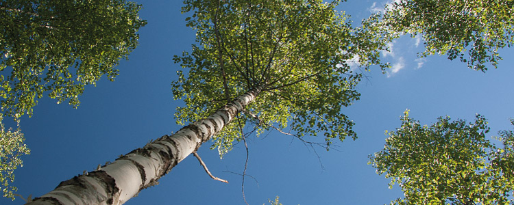 Trädkronor av 15-åriga björkar som tecknar av sig mot en klarblå himmel