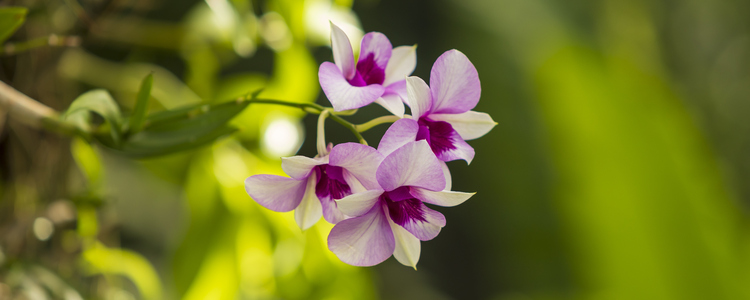 orkidé i regnskog