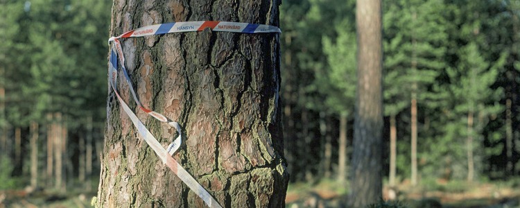 Band runt tallstam med texten miljöhänsyn naturvård. Foto: Michael Ekstrand