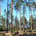 Skogskötselserien omslag. Foto: Michael Håkansson