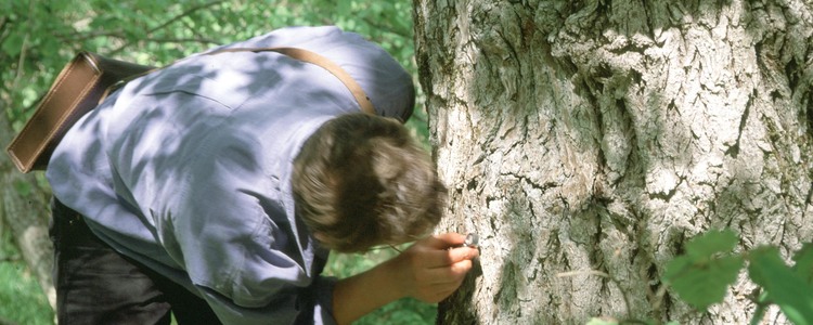 En nyckelbiotopsinventerare undersöker en stam.