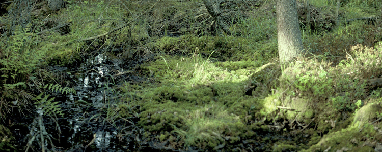 Gransumpskog.  Foto: Michael Ekstrand