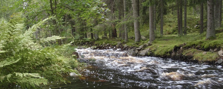 Forsande vattendrag i skog. Foto: Josefina Sköld