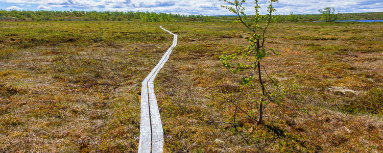 Spångad vandringsled på en fjällhed. Foto: MostPhotos