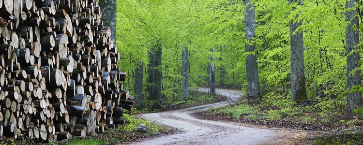 Skogsväg i Blekinge.