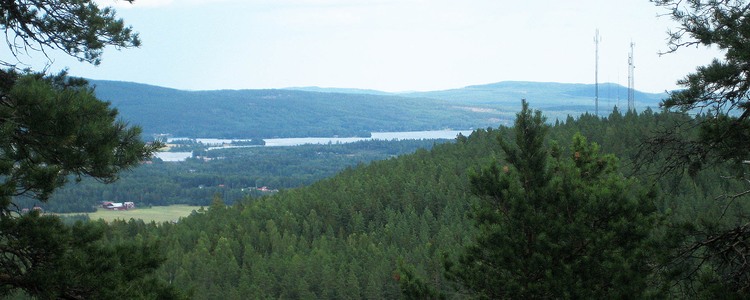 Utsikt över skog i Gävleborgs län.