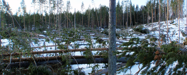 Nedblåsta träd efter storm. Foto: Mikael Ekstrand