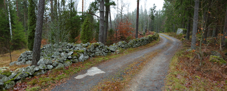 Äldre stenmur som löper utmed skogsbilväg.