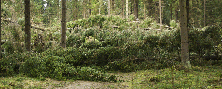 Stormfälld skog efter stormen Gudrun 2005.  Foto: Michael Ekstrand