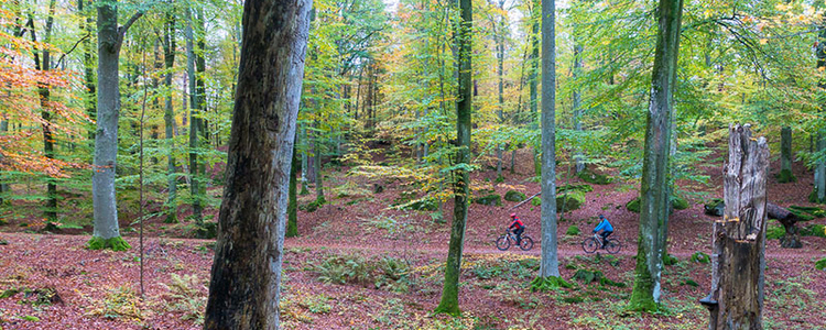 Two people cycling on a road in the forest. Foto: Robert Ekholm