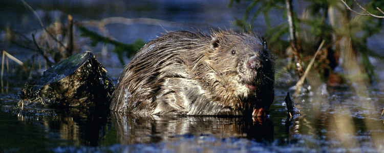 Beaver sitting in water. Foto: Kenneth Johansson