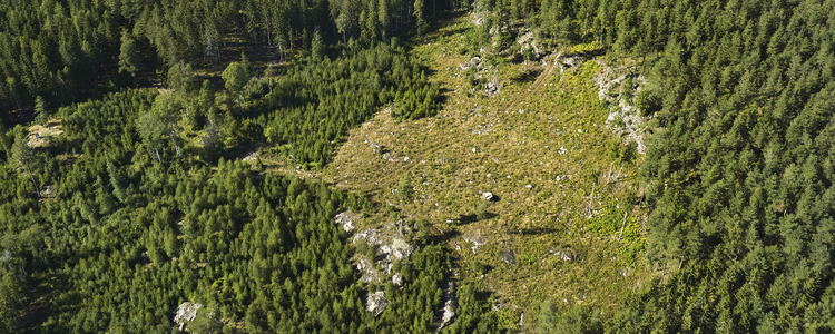 Drönarbild över skog och vatten. Foto: Patrik Svedberg