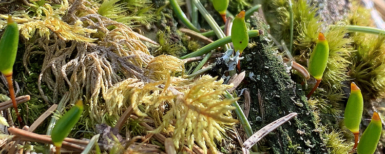 Grön sköldmossa och andra mossor på murken ved i naturvårdsavtal. Foto: Linda Vålberg