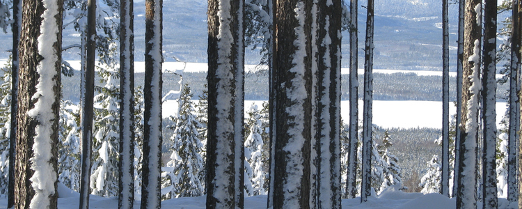 Snötäckt tallskog och skogsmark.  Foto: Josefina Sköld