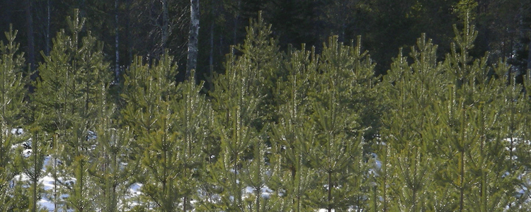 Pine plants. Foto: Åke Sjöström/Skogsstyrelsen