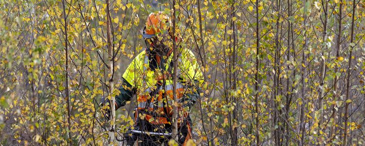 Pre commercial thinning. Photo: Marie Birkl. Foto: Marie Birkl