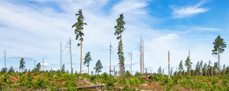 clear cut area with some plants and left trees. Foto: Mostphotos Lars Johansson