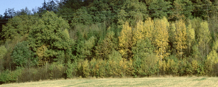 Forest close to agricultural land. Foto: Michael Ekstrand