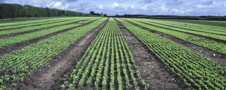 Nursery forest plants. Foto: Michael Ekstrand