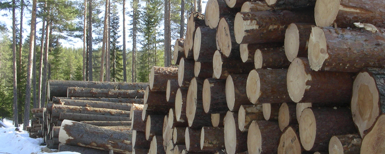 Timber stock in the forest. Foto: Åke Sjöström/Skogsstyrelsen