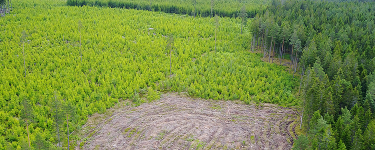 Landscape with soil scarification and planted forest.