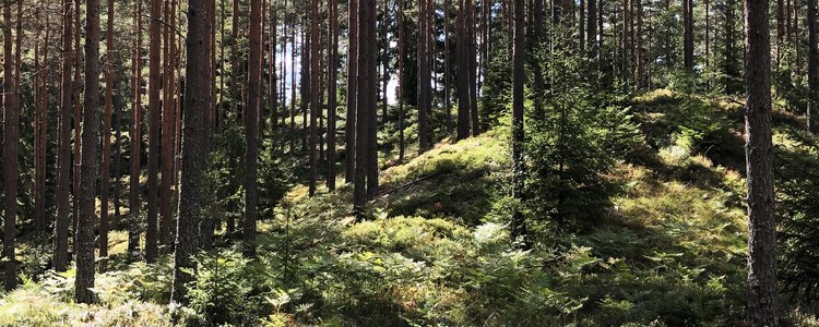 Pine forest. Foto: Karin Sannerud